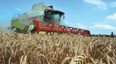 grain expectations
